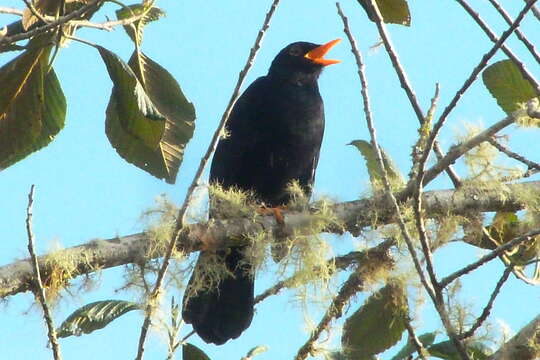 Imagem de Turdus serranus Tschudi 1844