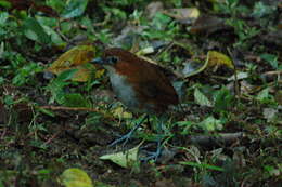 Слика од Grallaria hypoleuca Sclater & PL 1855