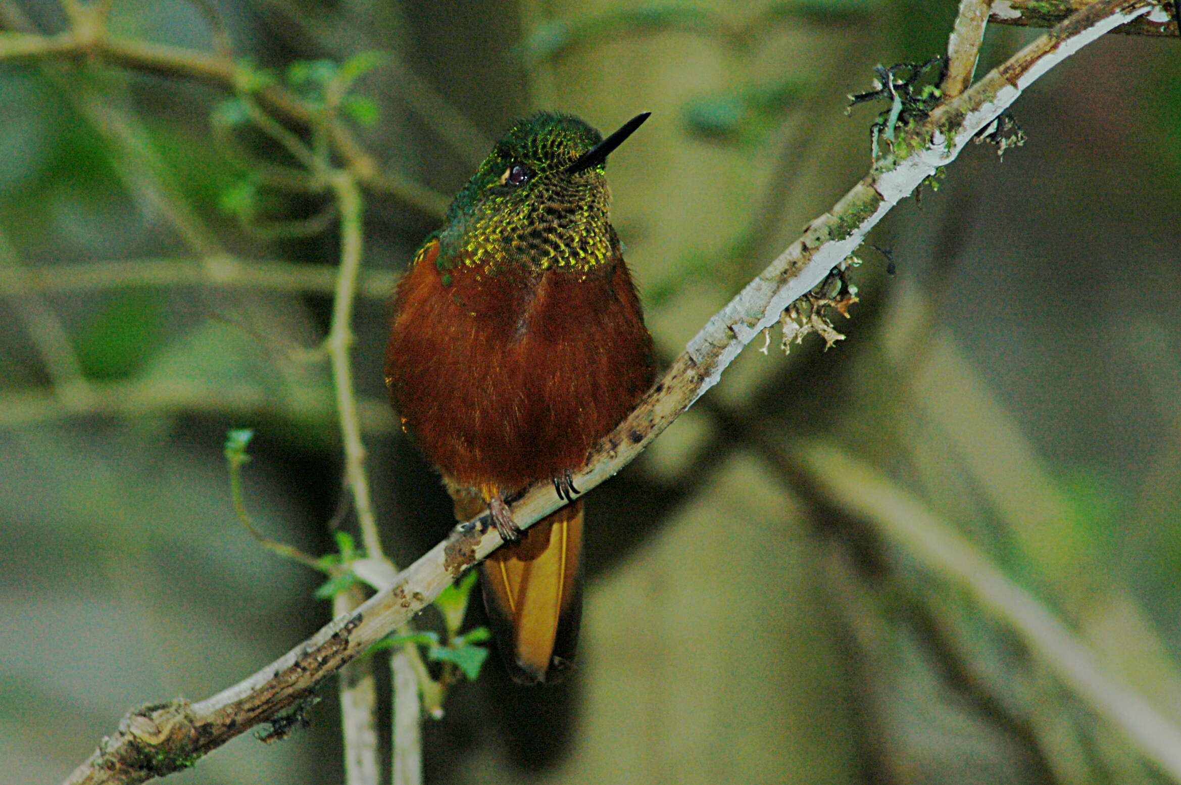 Image of Chestnut-breasted Coronet