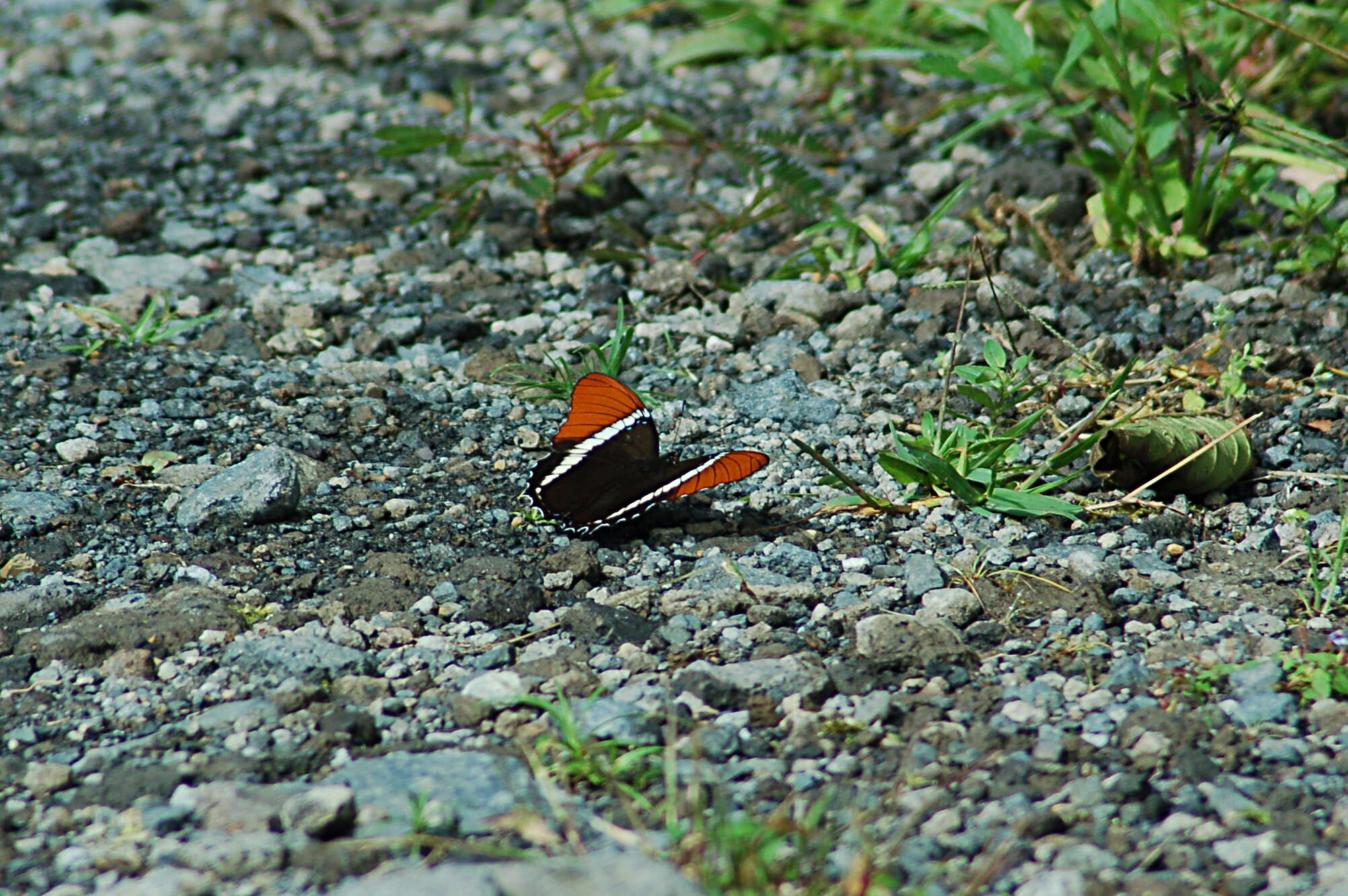 Image de Siproeta epaphus