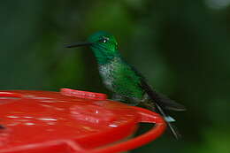 Image of Rufous-vented Whitetip