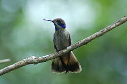 Image of Brown Violet-ear