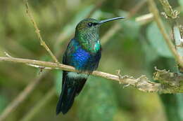 Image of Fork-tailed Woodnymph