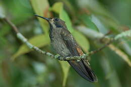 Image of Brown Violet-ear