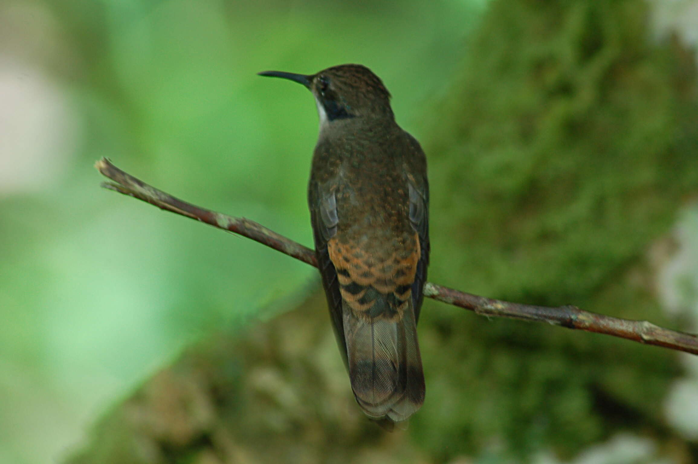 Image of Brown Violet-ear