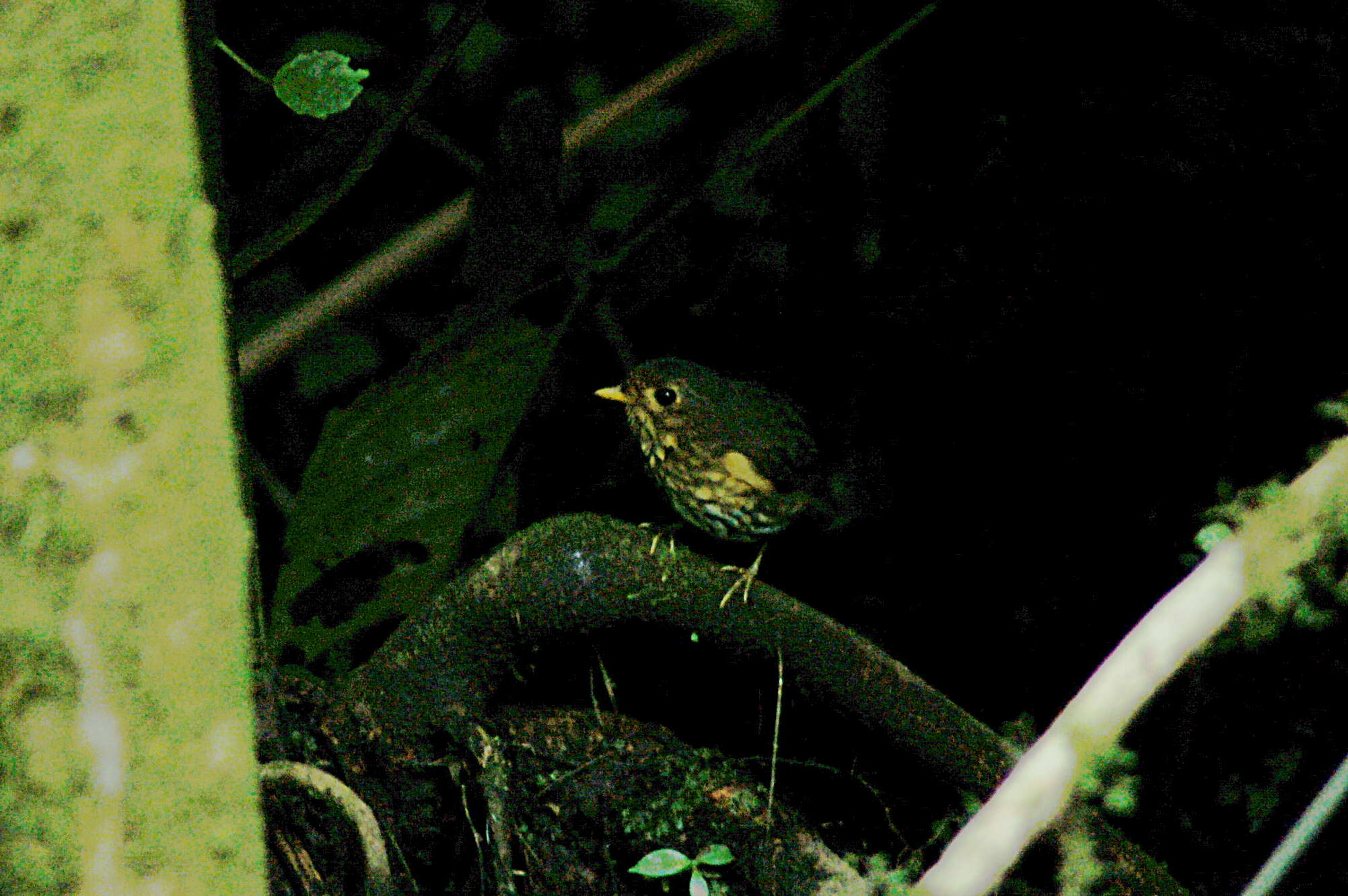 Image of Ochre-breasted Antpitta