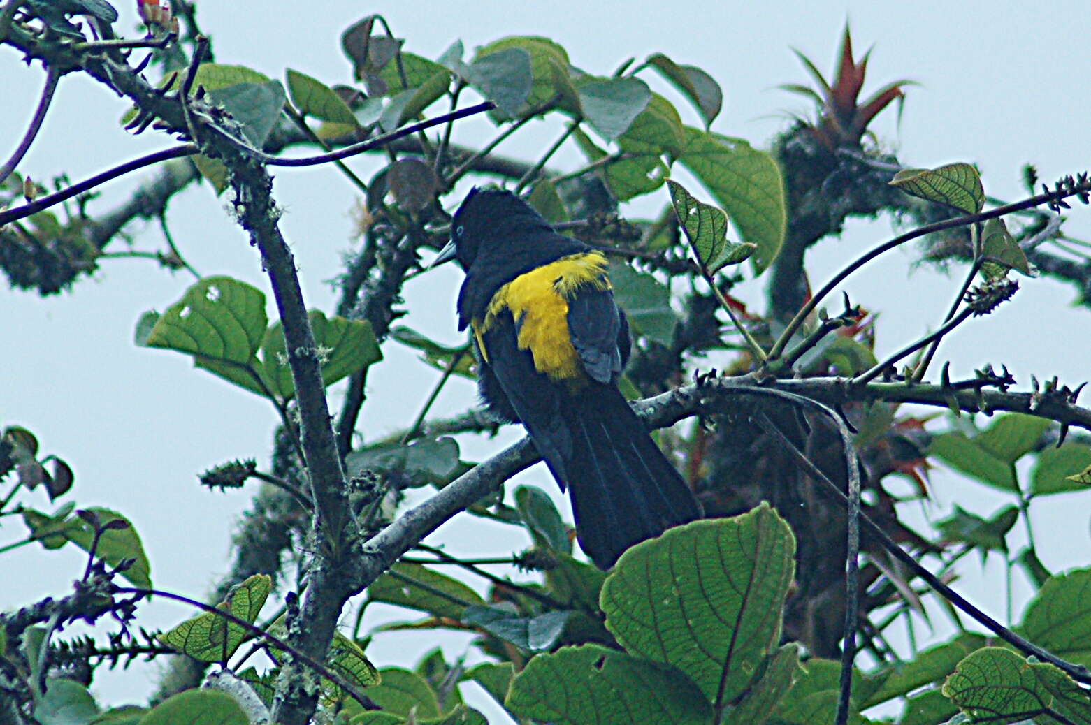 Image of Mountain Cacique