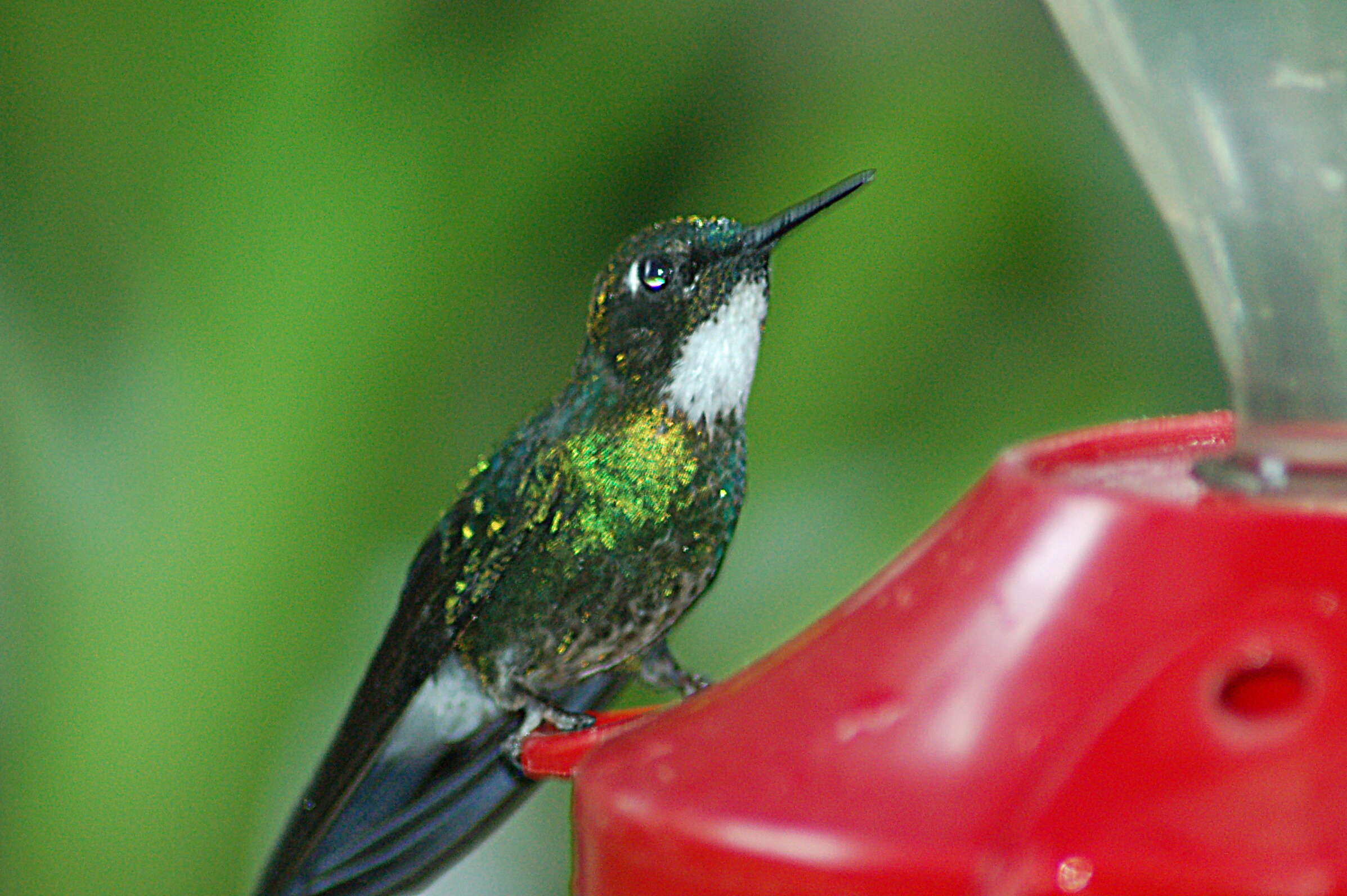 Image of Tourmaline Sunangel