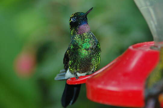 Image of Tourmaline Sunangel