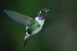 Image de Colibri de Mulsant