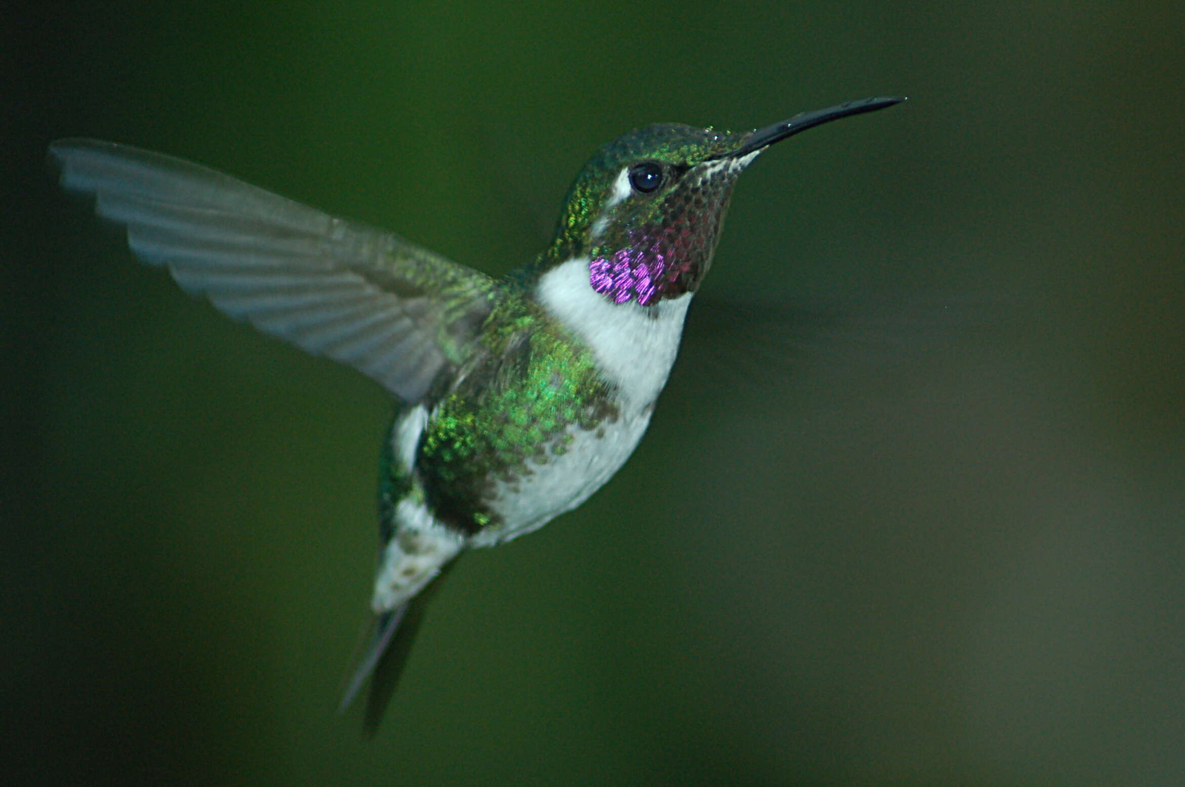 Image of White-bellied Woodstar