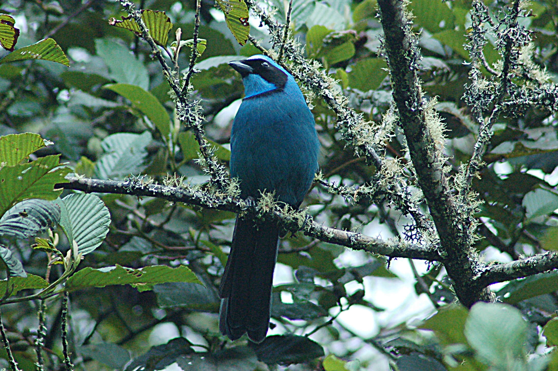 Imagem de Cyanolyca turcosa (Bonaparte 1853)