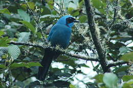 Image of Turquoise Jay