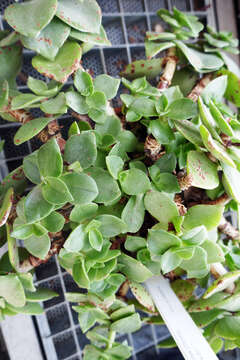 Image of Crassula lactea