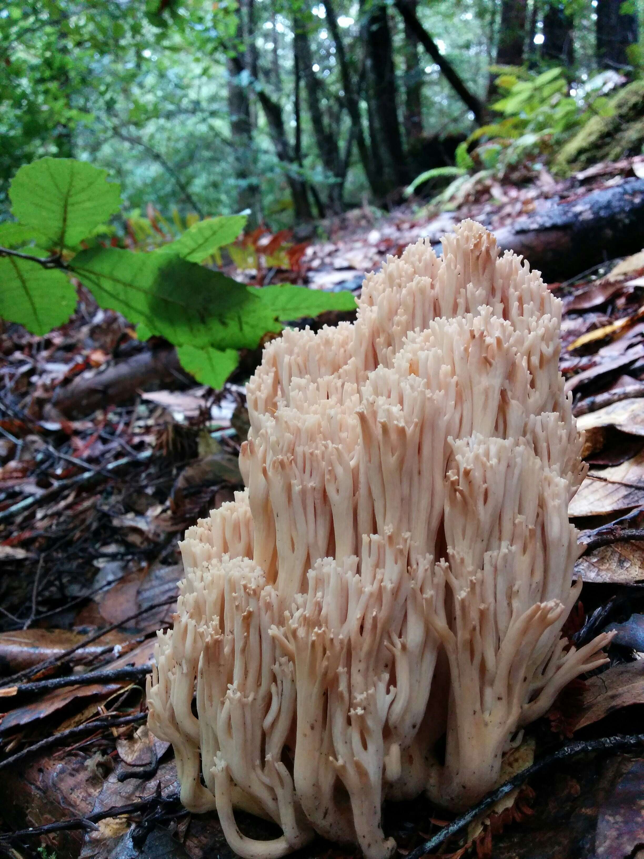 Слика од Ramaria acrisiccescens Marr & D. E. Stuntz 1974