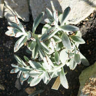 Image of Kalanchoe tomentosa Baker