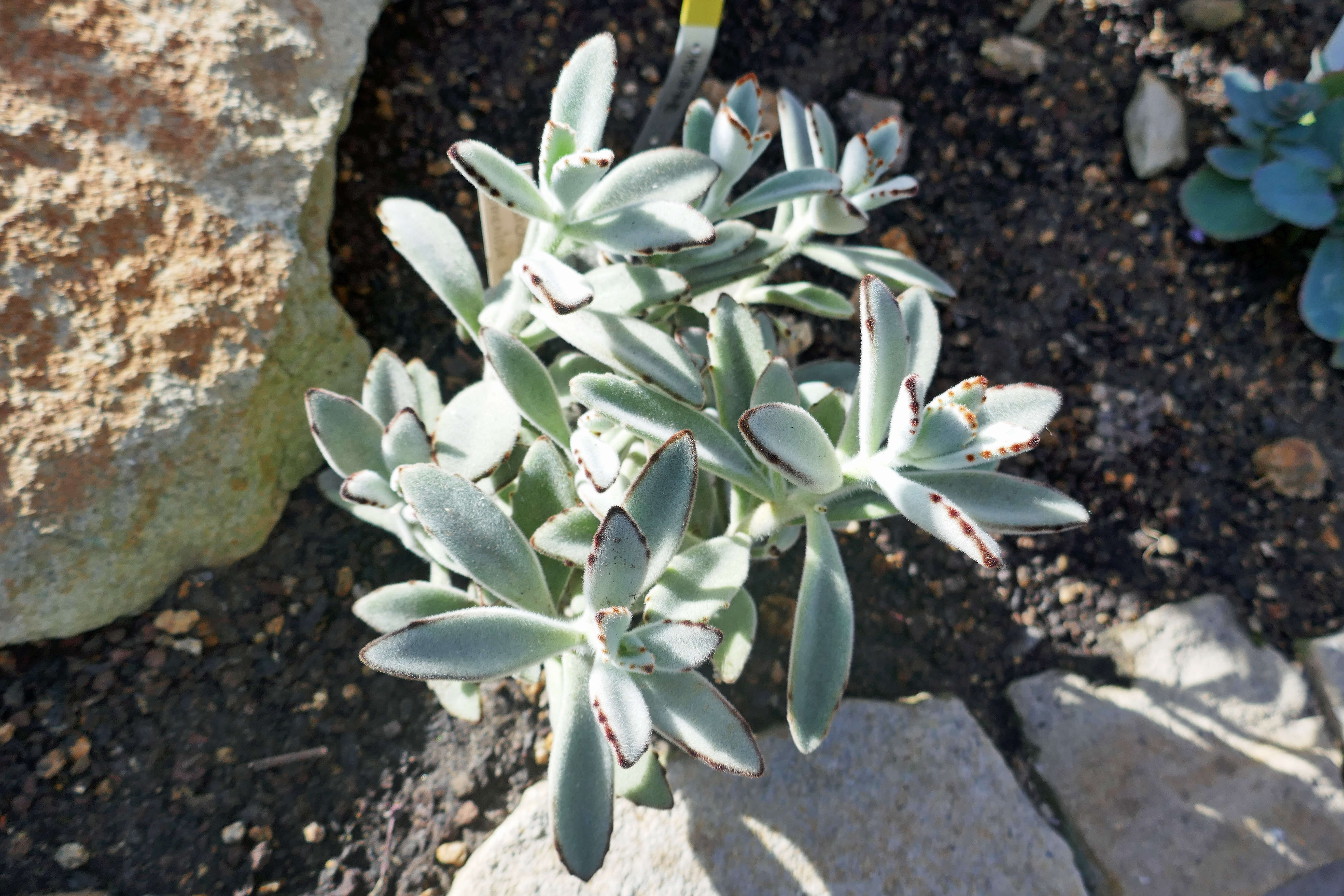 Image of Kalanchoe tomentosa Baker