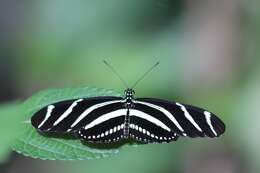 Image of Zebra Longwing