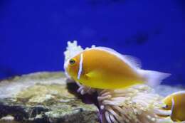 Image of Pink anemonefish