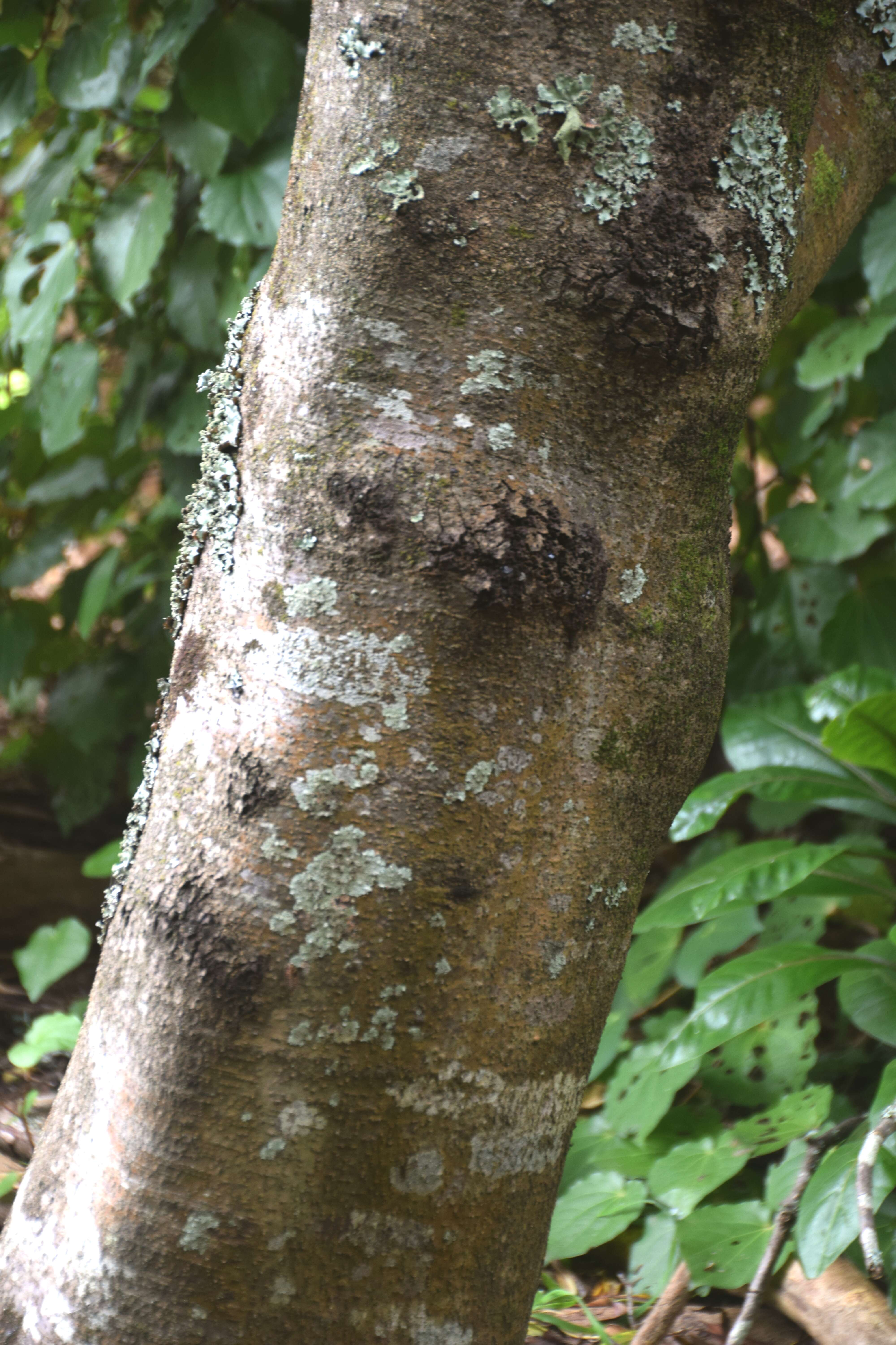 Image de Pittosporum crassifolium Banks & Sol. ex A. Cunningham