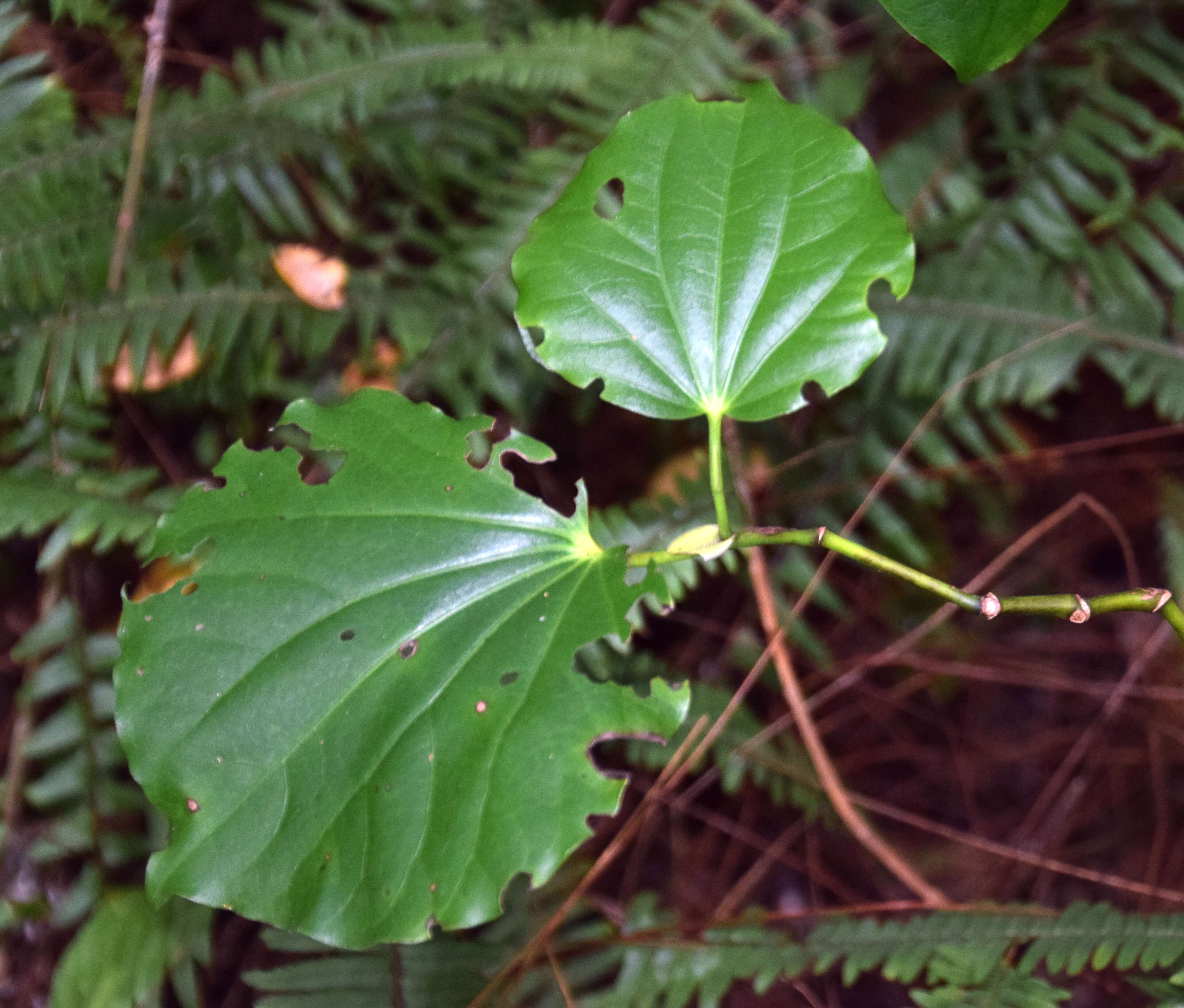 Imagem de Macropiper excelsum (Forst. fil.) Miq.