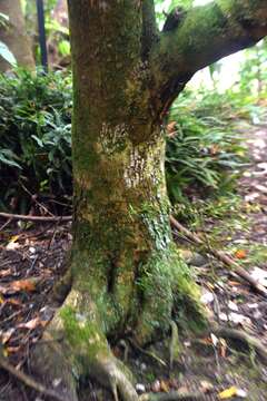 Image of Planchonella costata (Endl.) Pierre