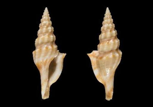 Image of Glyphostoma dedonderi Goethaels & D. Monsecour 2008