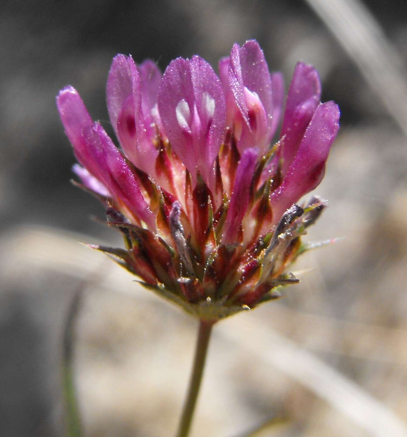 Image of Foothill Clover