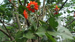 Слика од Erythrina subumbrans (Hassk.) Merr.