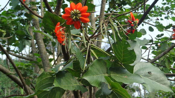 صورة Erythrina subumbrans (Hassk.) Merr.