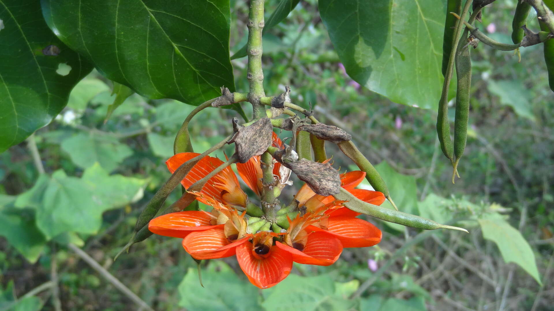 Слика од Erythrina subumbrans (Hassk.) Merr.