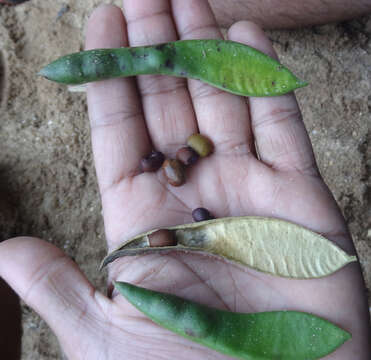 Слика од Erythrina subumbrans (Hassk.) Merr.