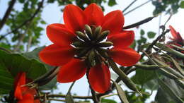 Слика од Erythrina subumbrans (Hassk.) Merr.