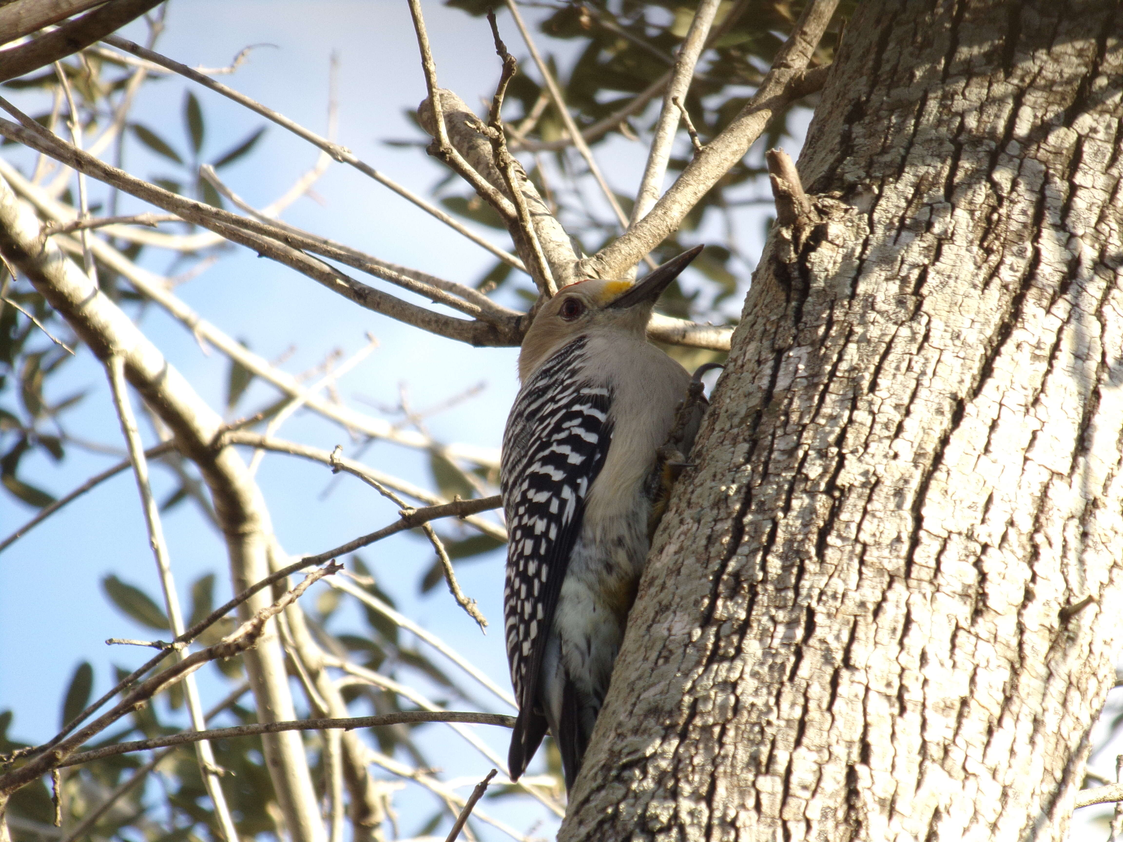 Image of Golden-fronted Woodpecker