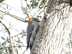 Image of Golden-fronted Woodpecker