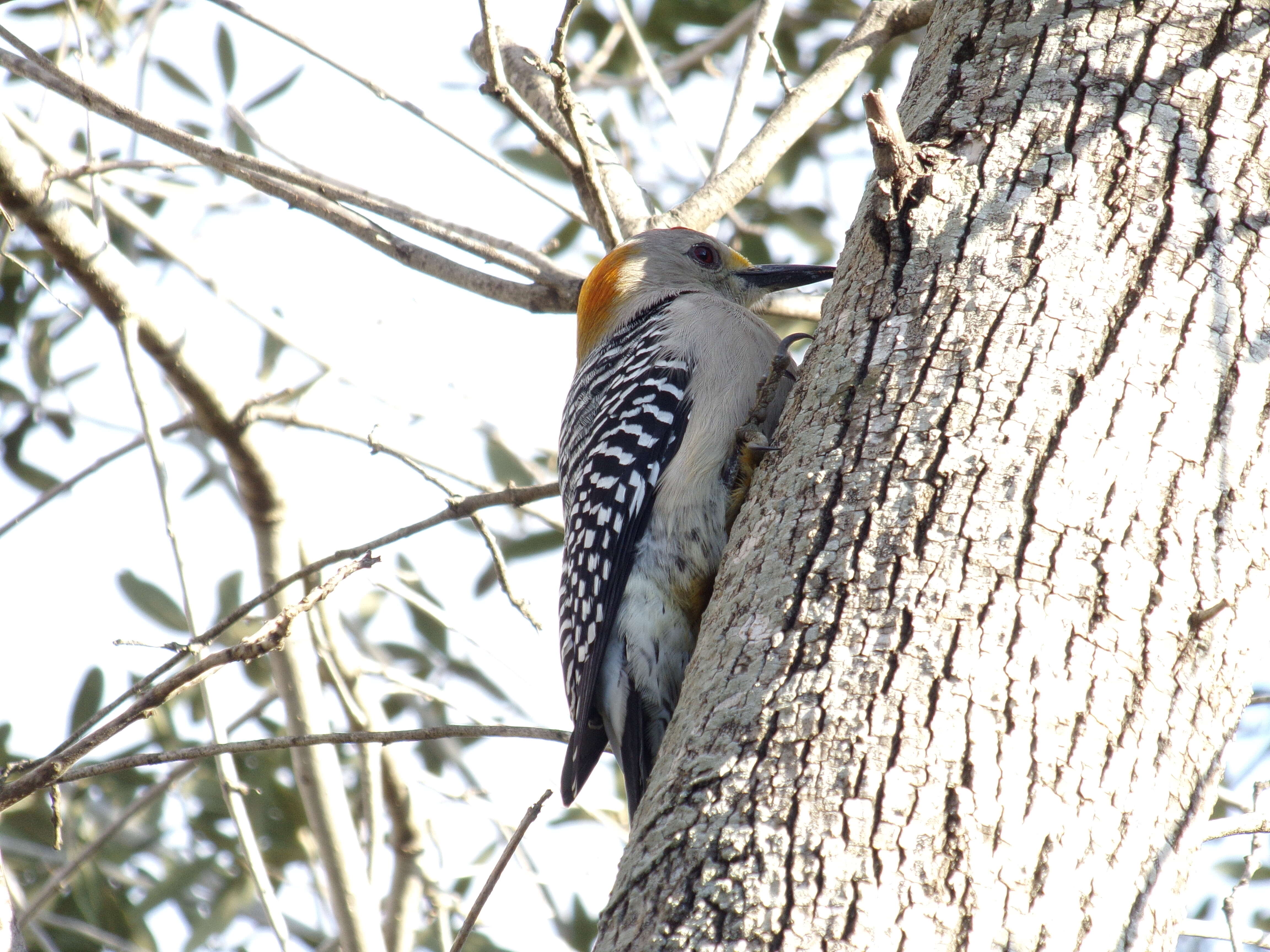 Image of Golden-fronted Woodpecker