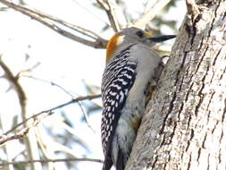 Image of Golden-fronted Woodpecker