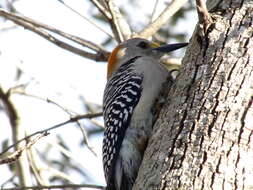 Image of Golden-fronted Woodpecker