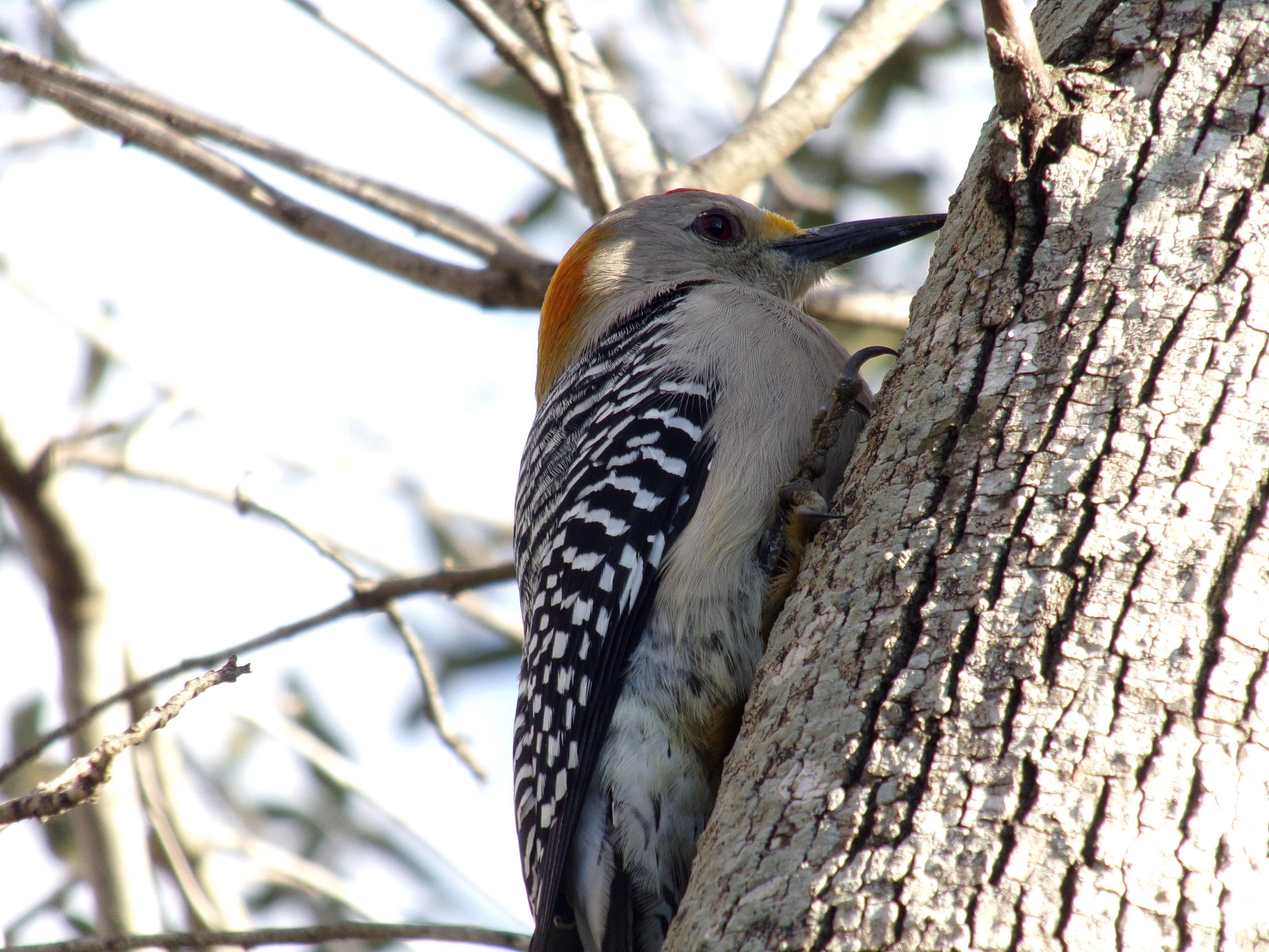 Image of Golden-fronted Woodpecker