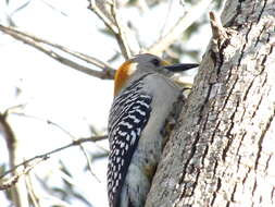 Image of Golden-fronted Woodpecker