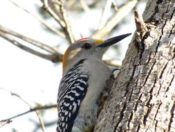 Image of Golden-fronted Woodpecker