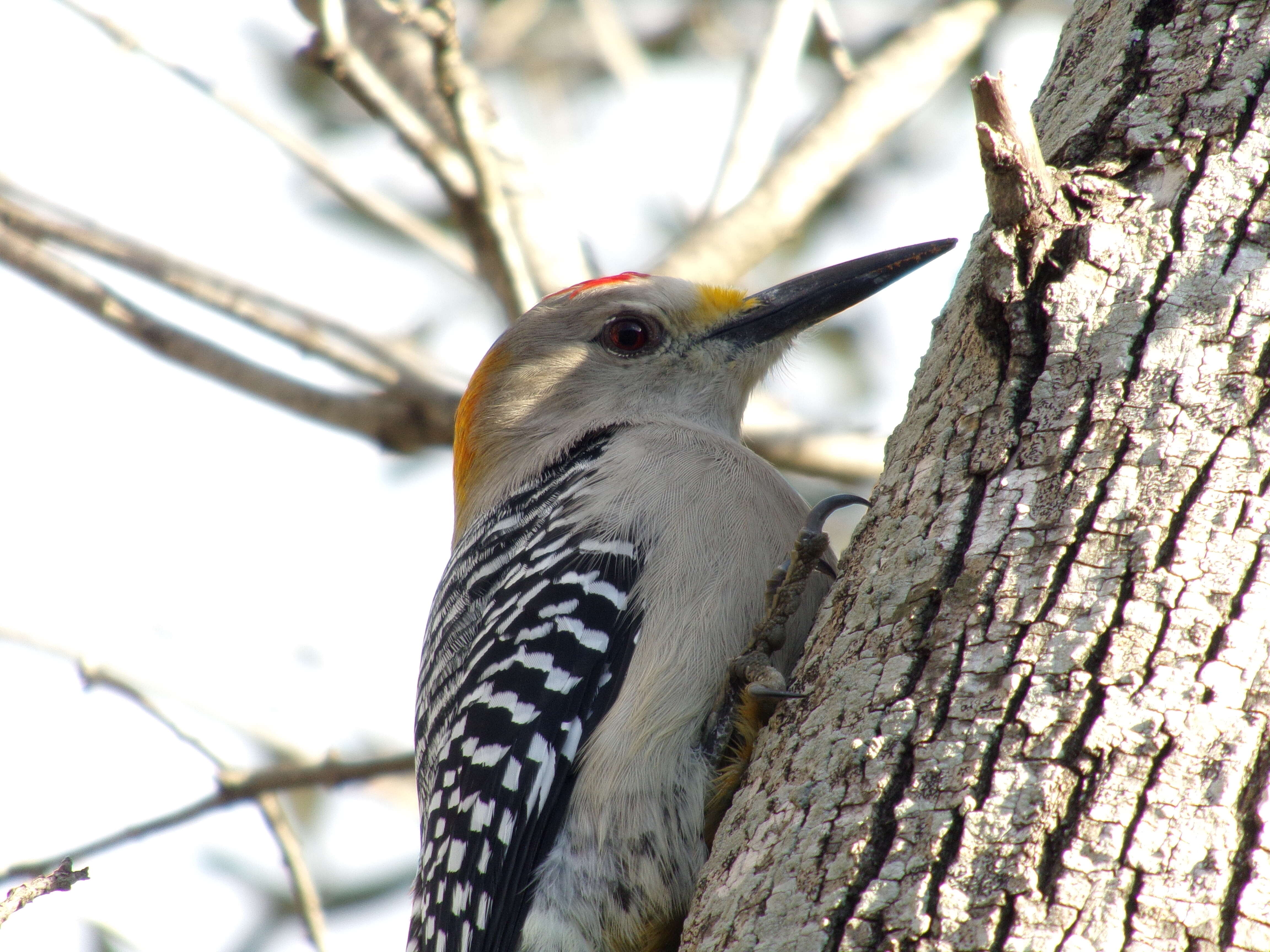 Image of Golden-fronted Woodpecker