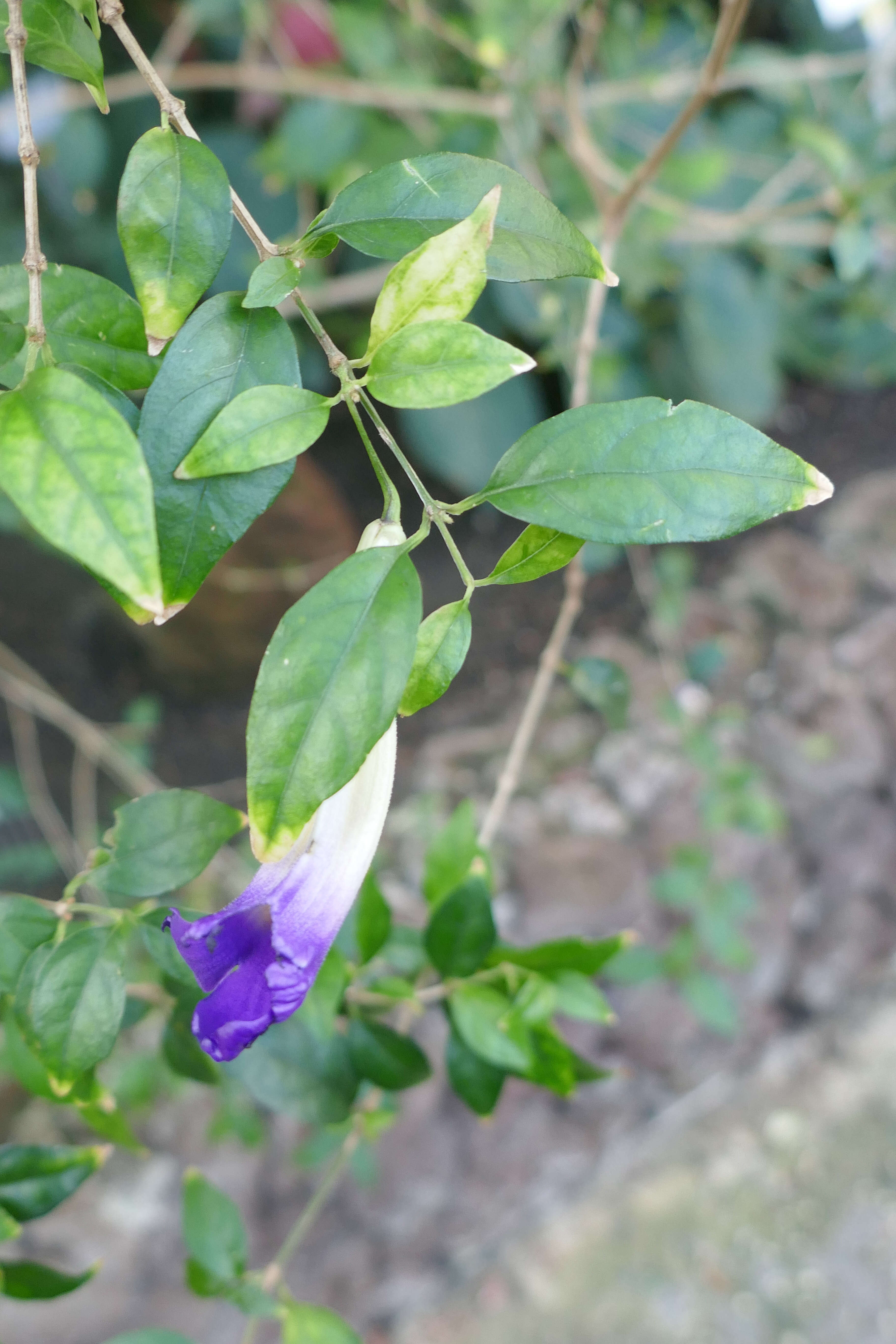 Image de Thunbergia erecta (Benth.) T. Anders.