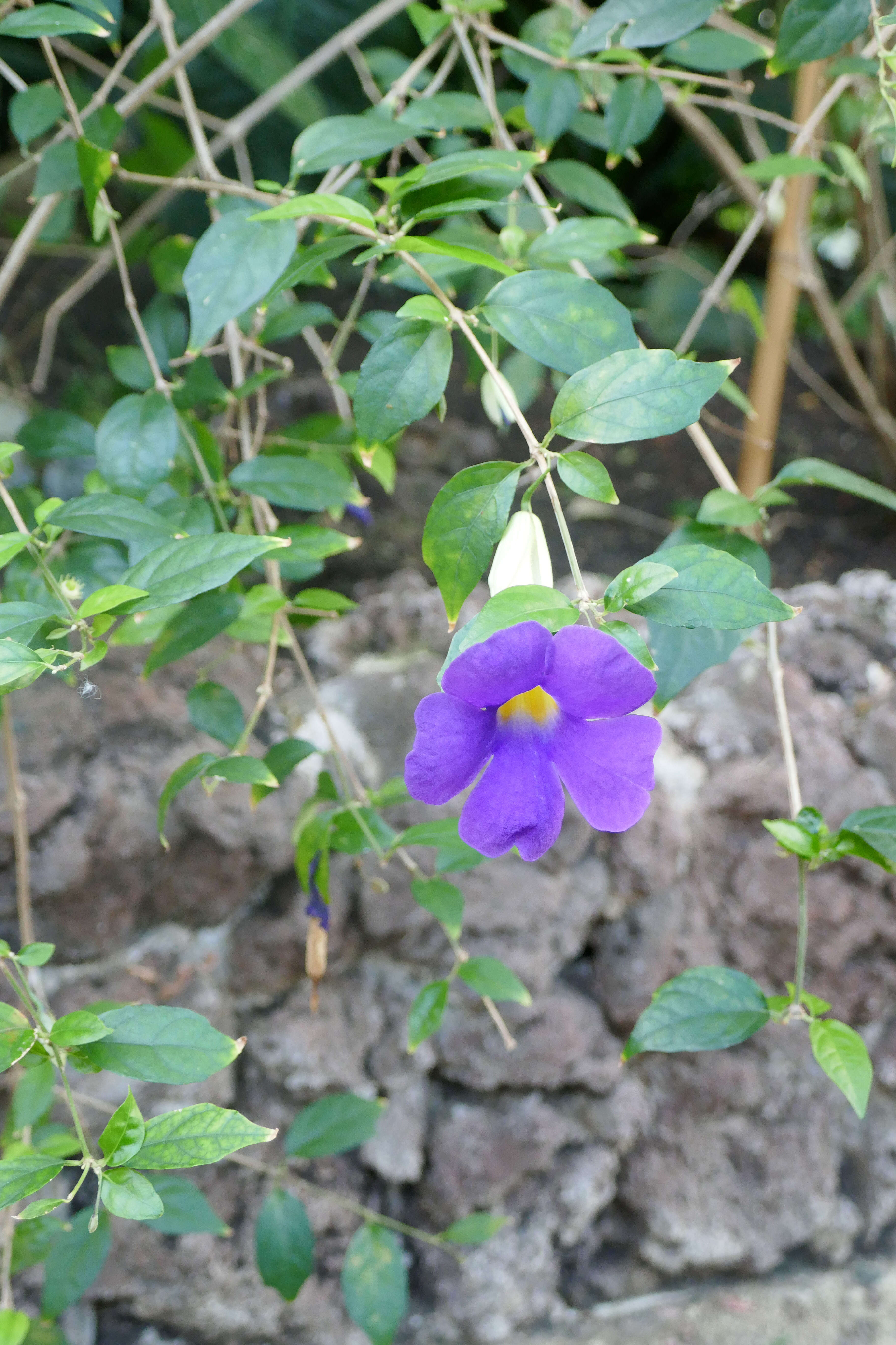 Image de Thunbergia erecta (Benth.) T. Anders.