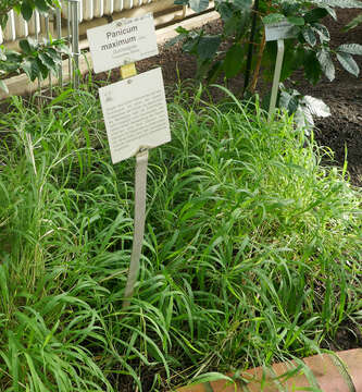 Image of Guinea Grass