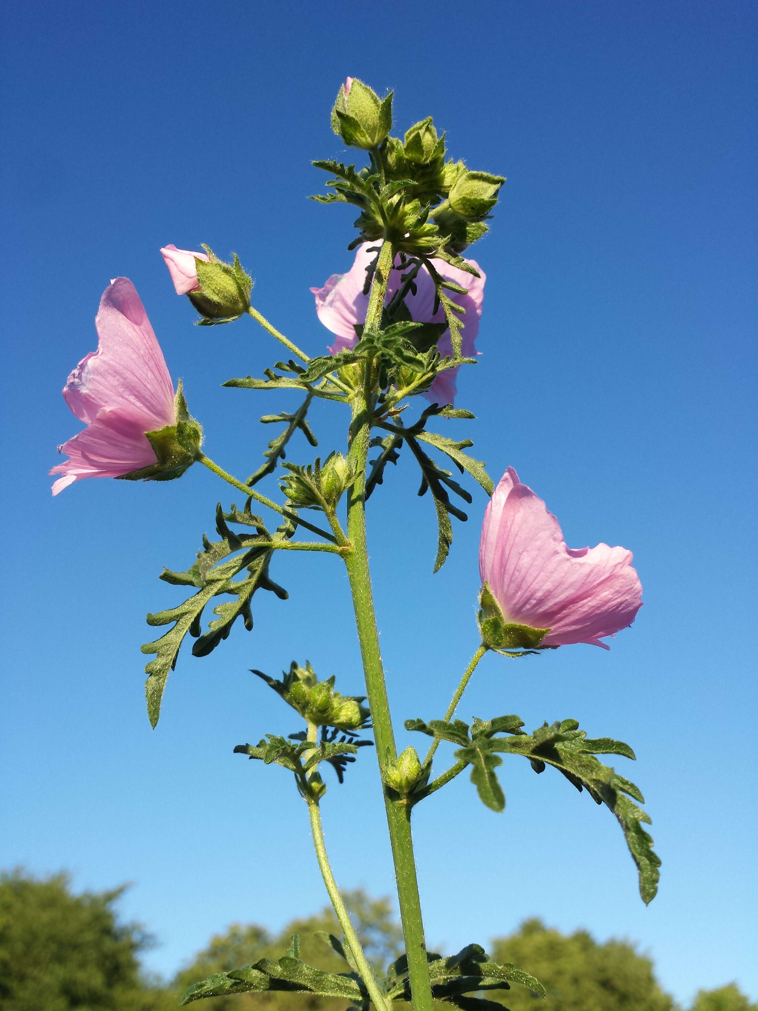 Image of european mallow