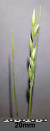 Image of common heathgrass