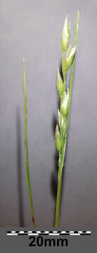 Image of common heathgrass