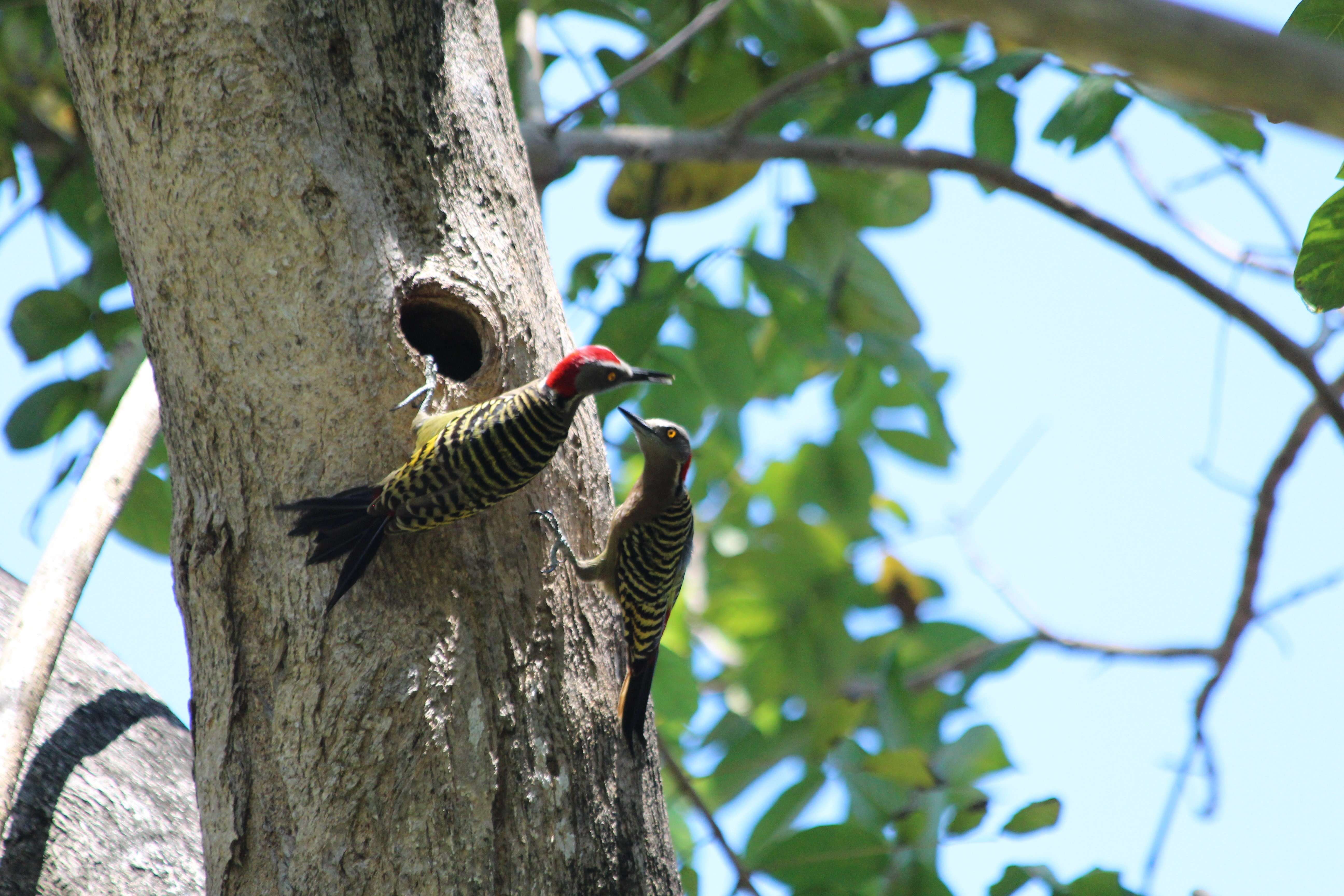 Image of Hispaniolan Woodpecker