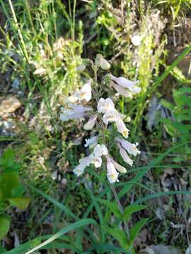 Image of pale beardtongue